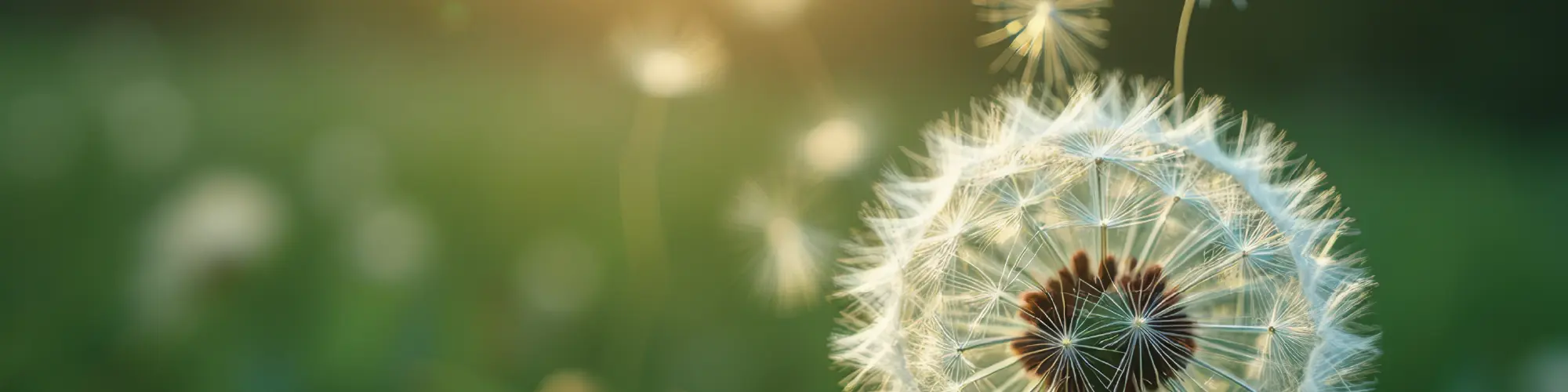 Dandelion image symbolizing growth and renewal on CORR’s About page