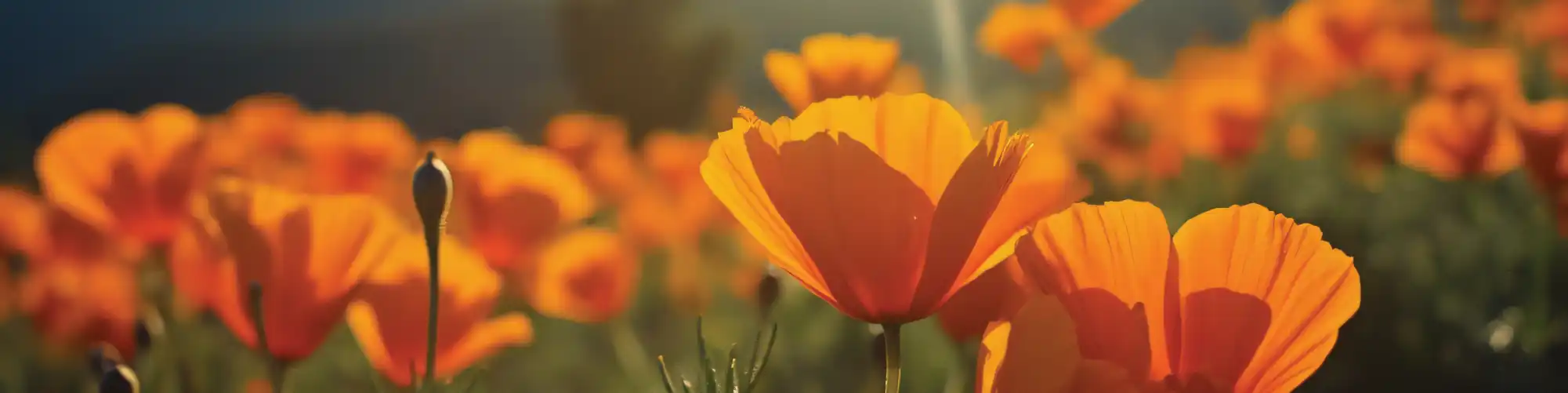 Website banner encouraging donations to CORR’s programs