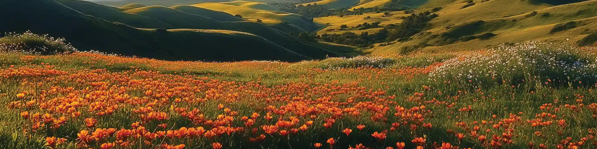 Banner promoting CORR support groups and community meetings